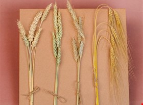 Kate T. - darbu piemēri: Produktu fotogrāfija - uzņēmuma foto - foto Nr.6